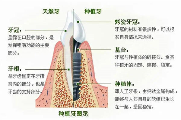 牙齿组织与口腔结构